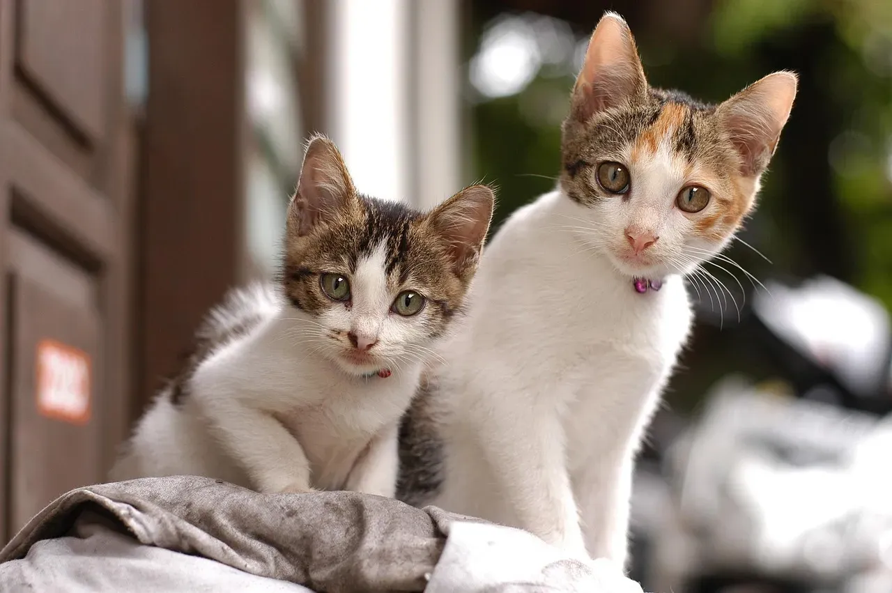 Conclusion (Image Credits: Pixabay)