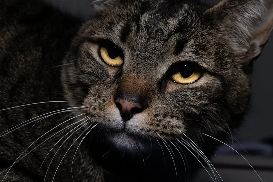 How You Should Respond to a Staring Cat (Image Credits: Pexels)