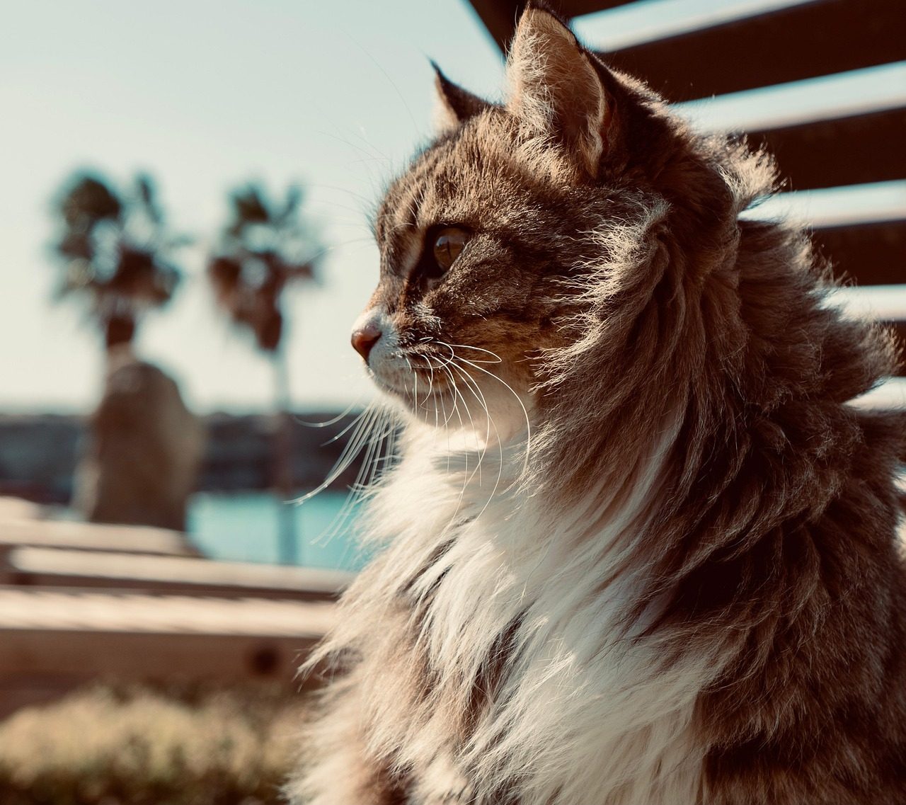It's Not a Bug, It's a Feature: The Evolutionary Independence of Cats (Image Credits: Pixabay)