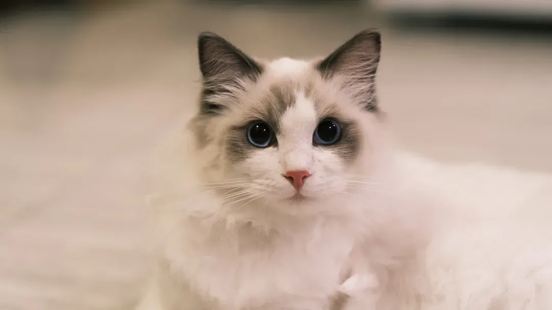 The Ultimate Lap Cats: Ragdolls and Their Cloud-Like Devotion (Image Credits: Unsplash)