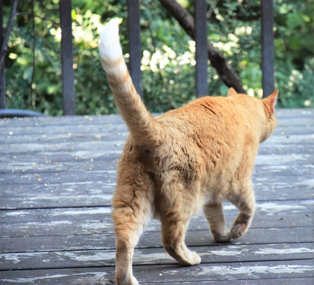 #12 - Her Tail Stands Up and Quivers When She Greets You (Image Credits: Unsplash)