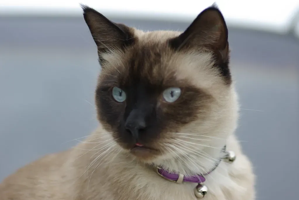 Aquarius: The Unconventional Thinker (Image Credits: Flickr)