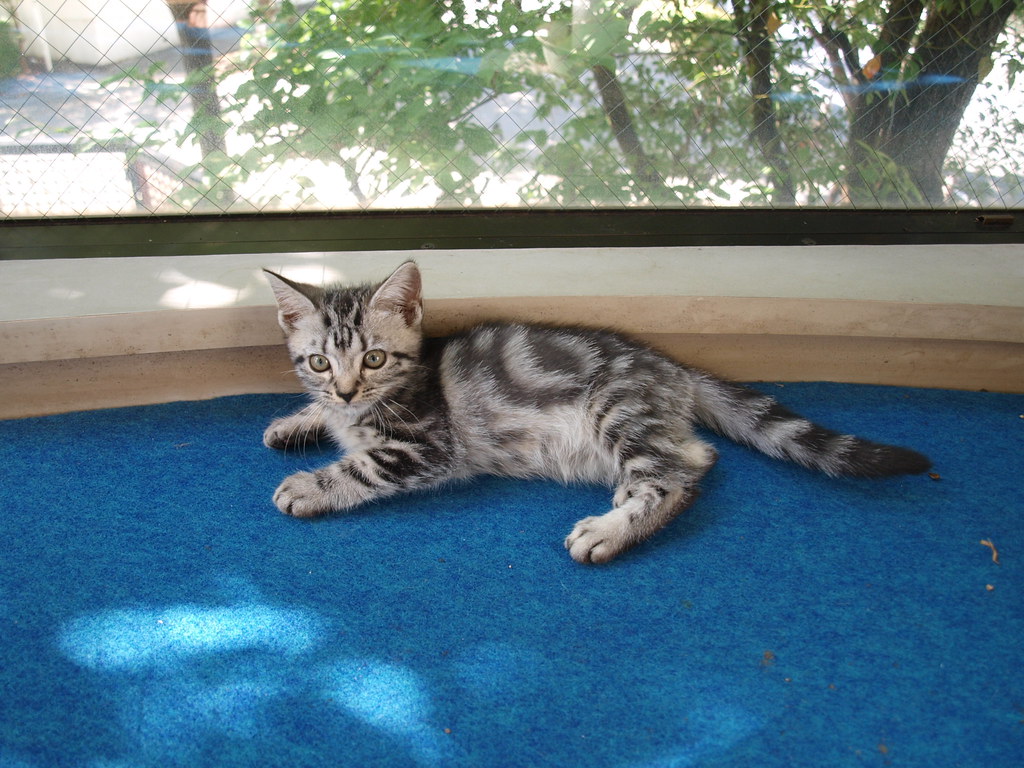 American Shorthair (Image Credits: Flickr)