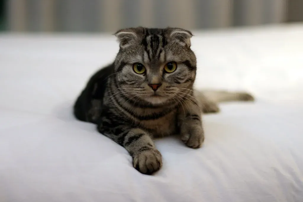 Scottish Folds Form Overly Intense Bonds (Image Credits: Flickr)