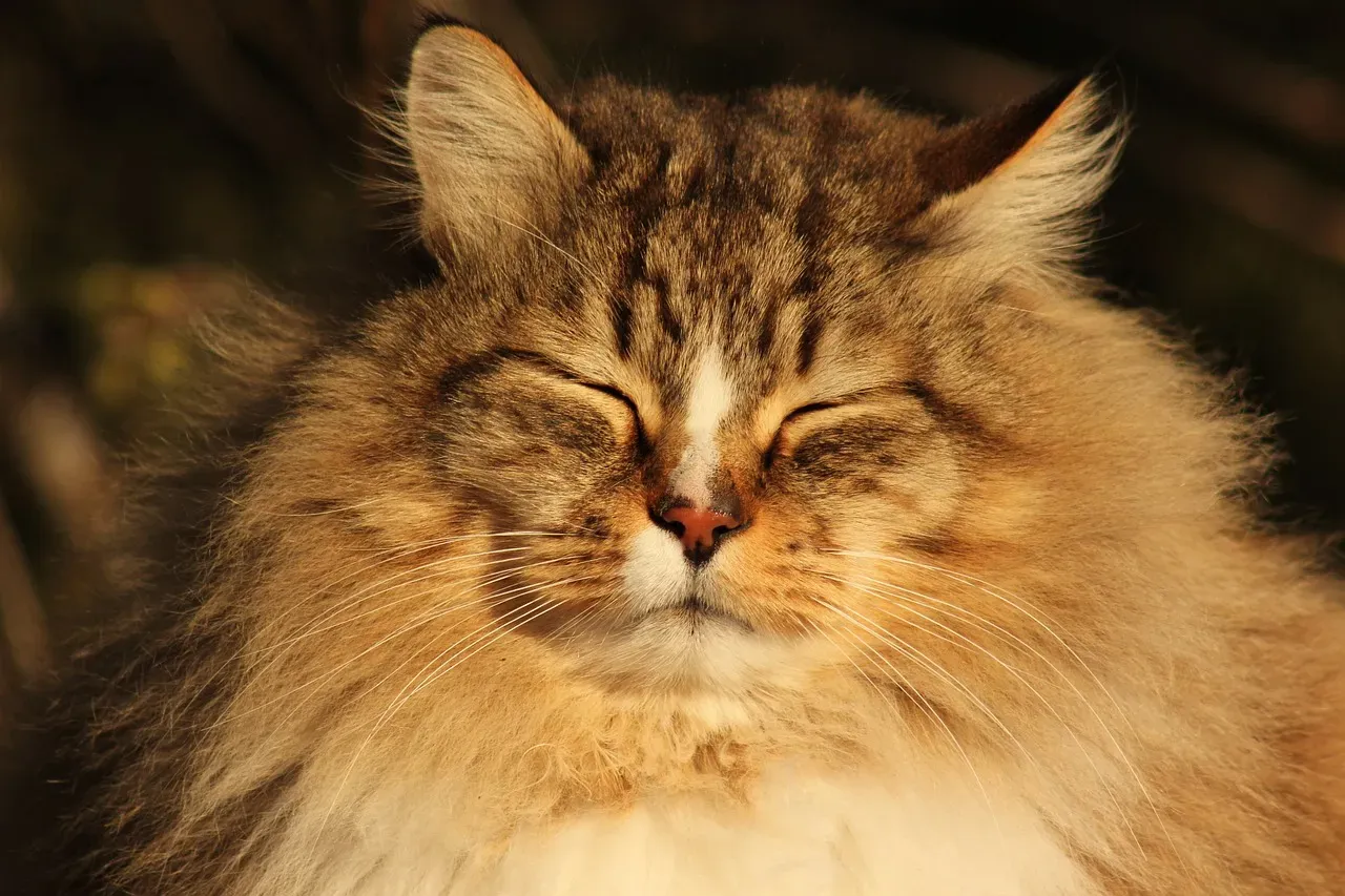 The Effect of Your Cat's Purr on Your Own Health (Image Credits: Pixabay)