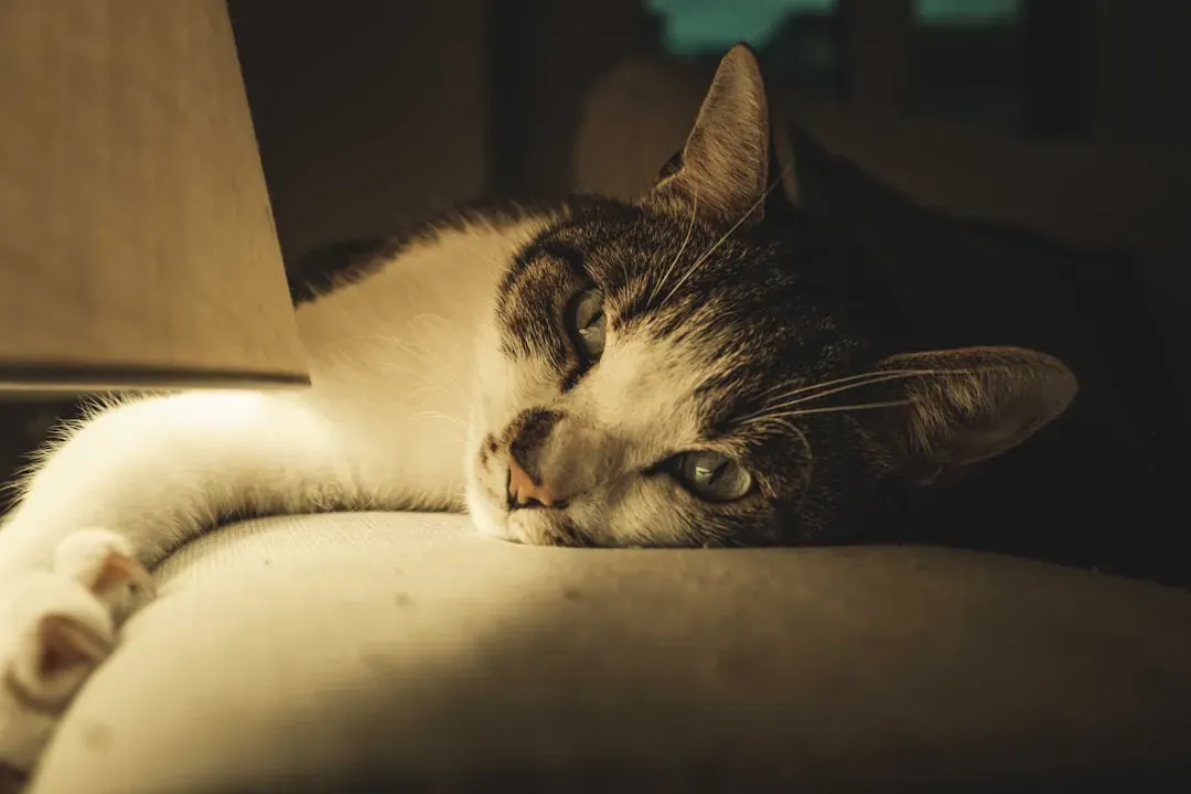 When Your Cat's Nighttime Behavior Is a Health Warning Sign (Image Credits: Unsplash)