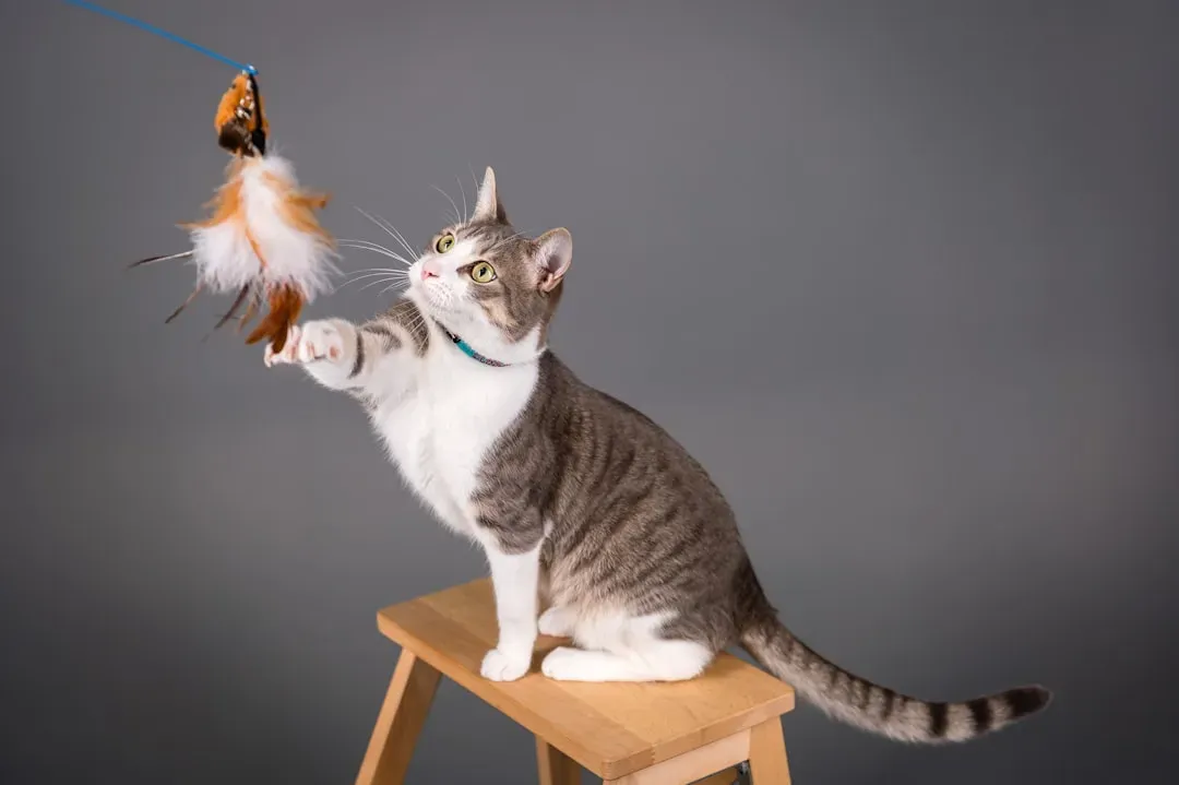 Why Certain Toys Drive Cats Absolutely Wild (Image Credits: Unsplash)
