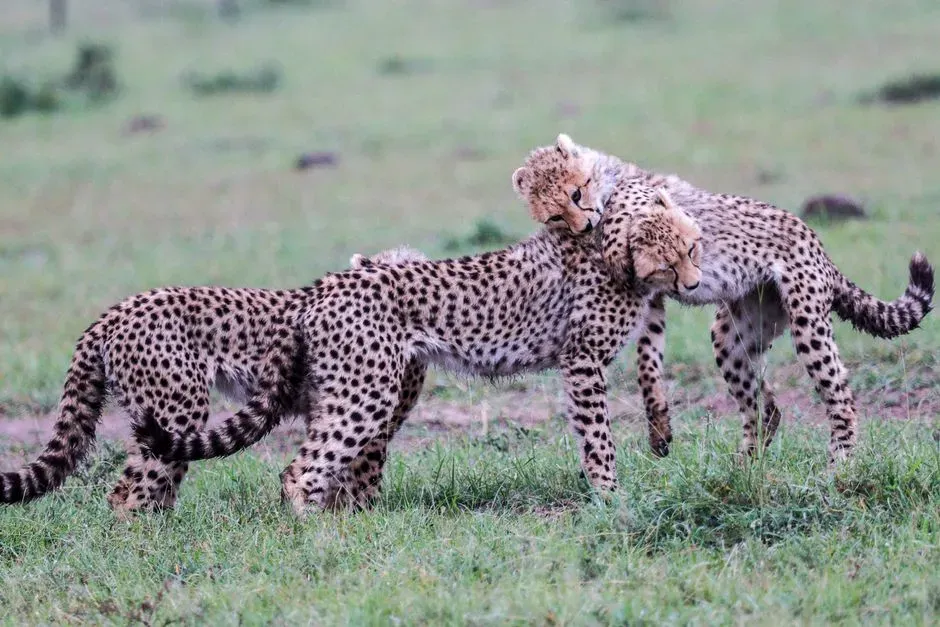 #7 A single litter of cubs can have several different fathers (Image Credits: Pexels)