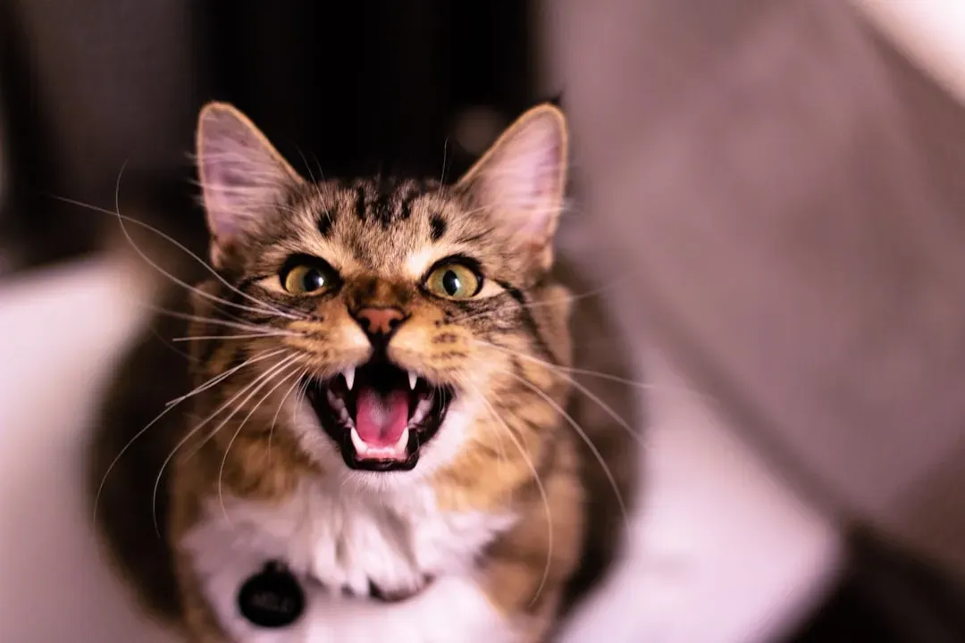 Why Your Cat Meows at You and Almost Nobody Else (Image Credits: Unsplash)