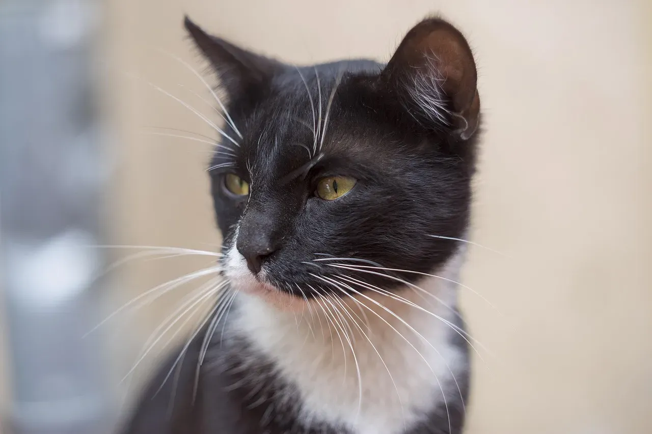 Not Every Cat Slow Blinks, And That's Perfectly Fine (Image Credits: Pixabay)