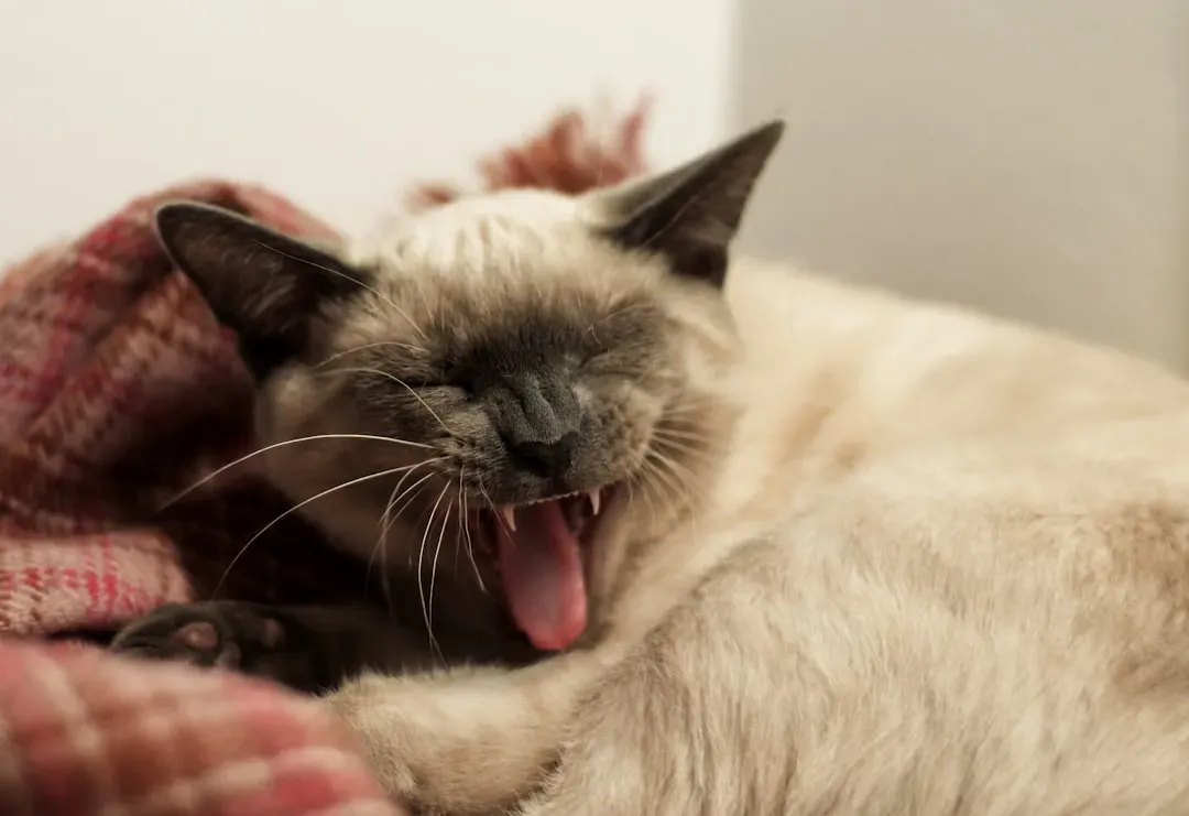 1. Siamese: The Original Feline Loudmouth (Image Credits: Unsplash)