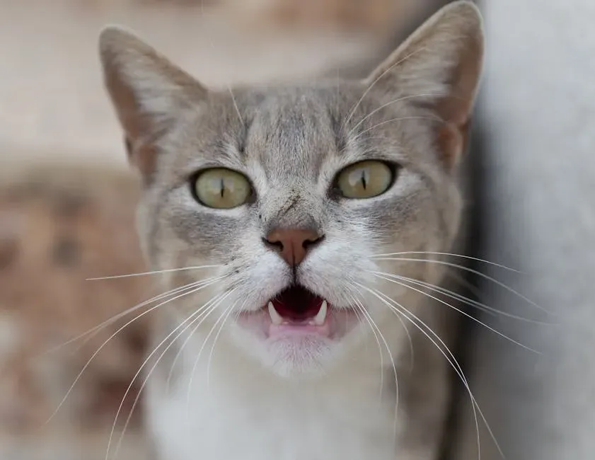 Your Cat Has a Bigger Vocabulary Than You Think (Image Credits: Pexels)