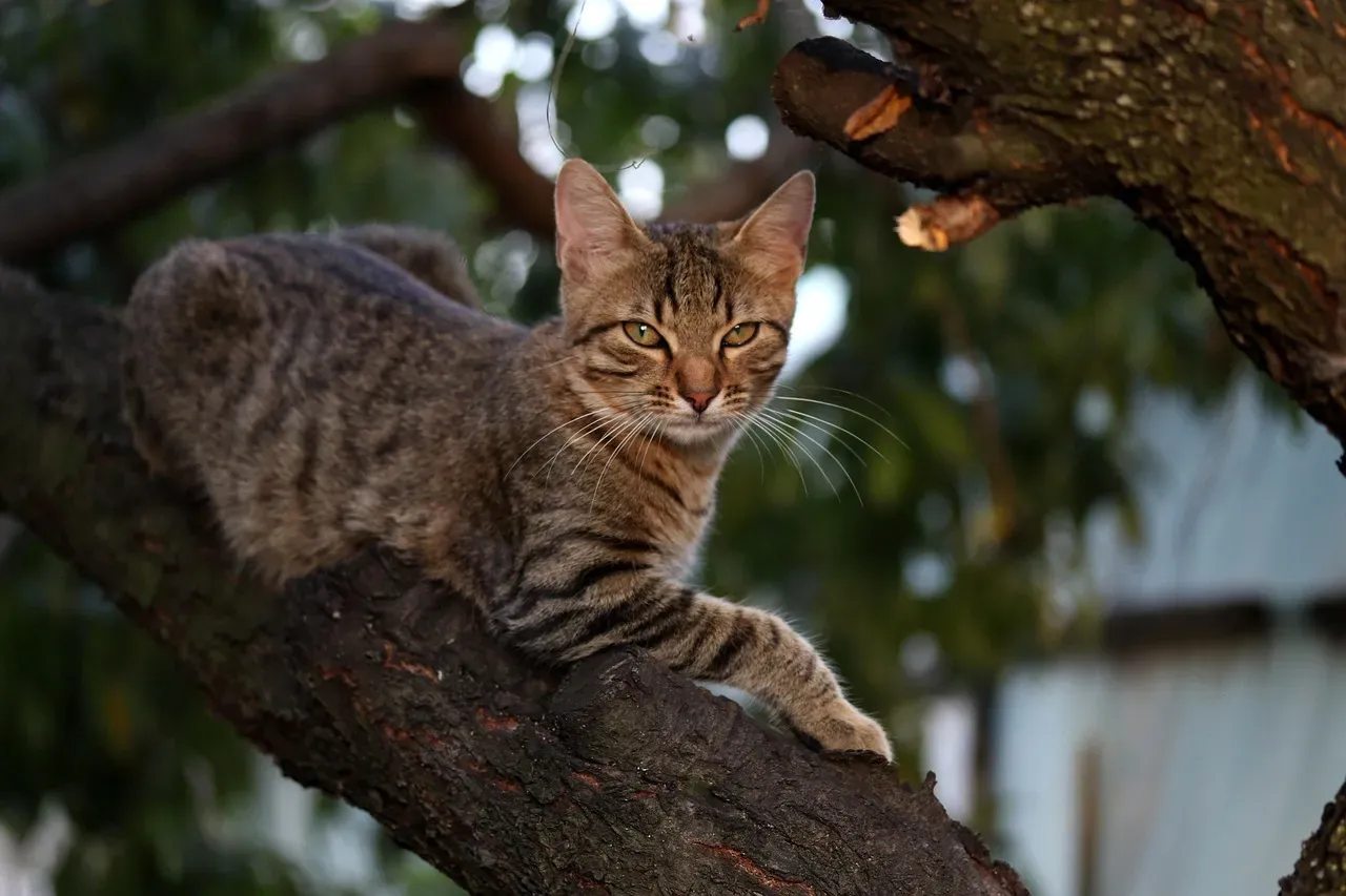 5. Vertical Adventures and High Perches (Image Credits: Pixabay)