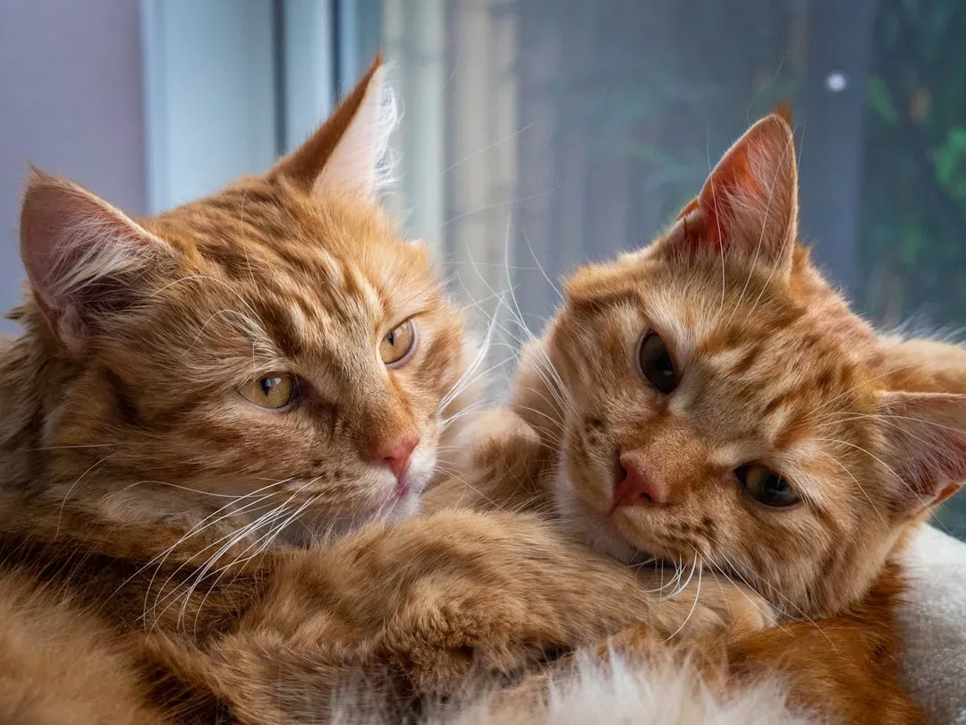 Cats Have Best Friends - And the Research Proves It (Image Credits: Unsplash)