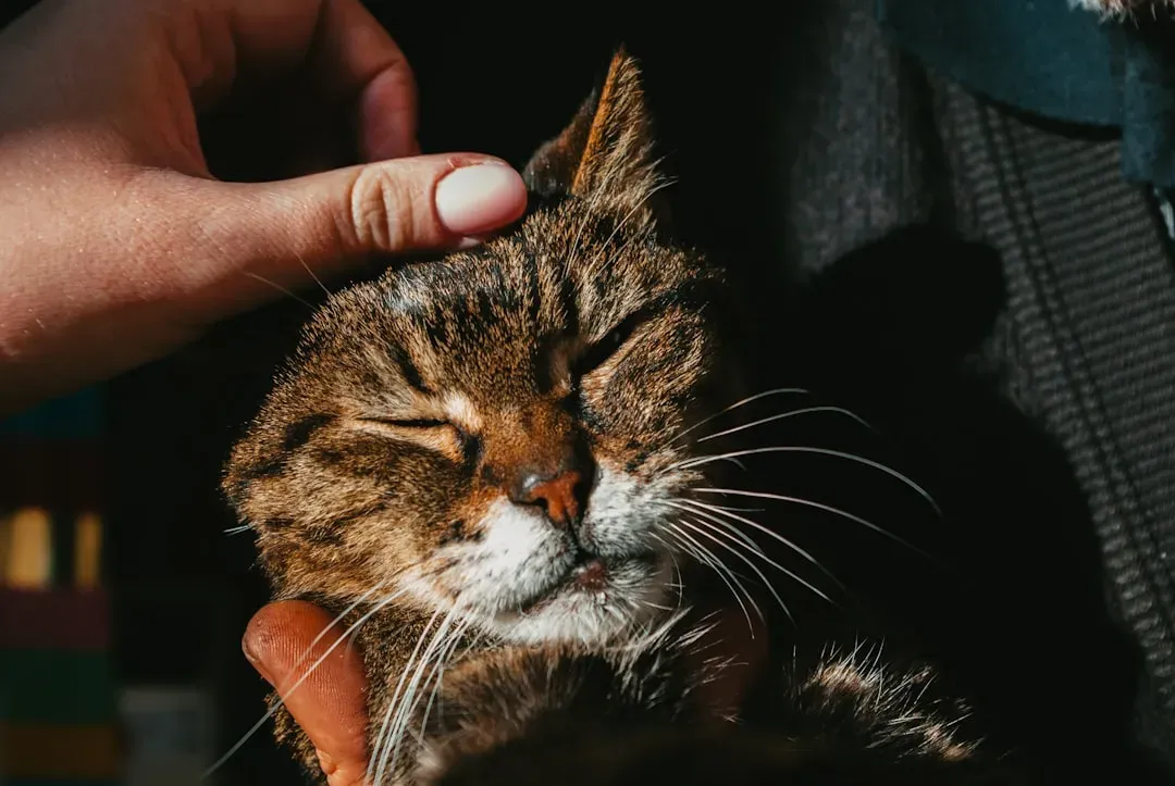 Practical Applications: Using Purring for Well-being (Image Credits: Unsplash)