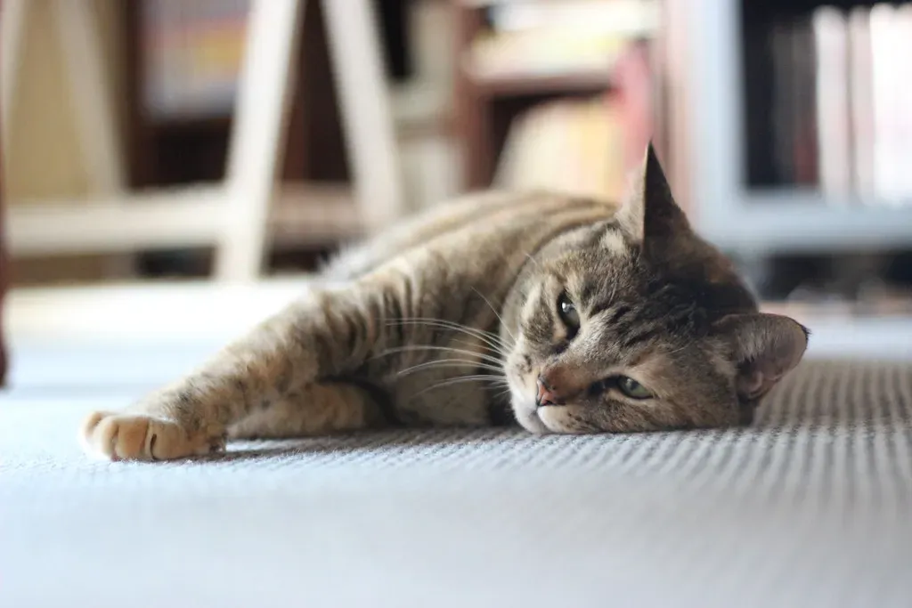 They're Simply Not in the Mood (Image Credits: Flickr)