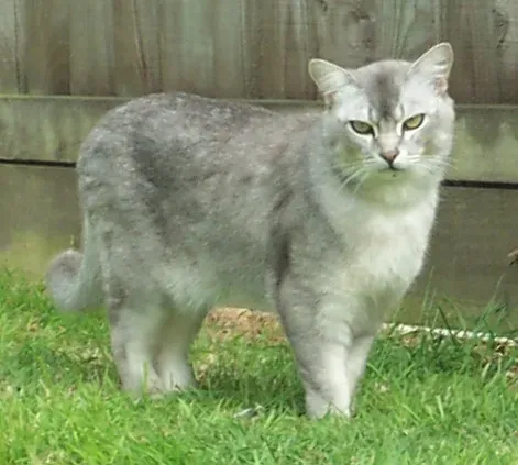 #9 - The Burmilla: An "Accidental" Silver Beauty (By David Johnson [1], CC BY-SA 3.0)