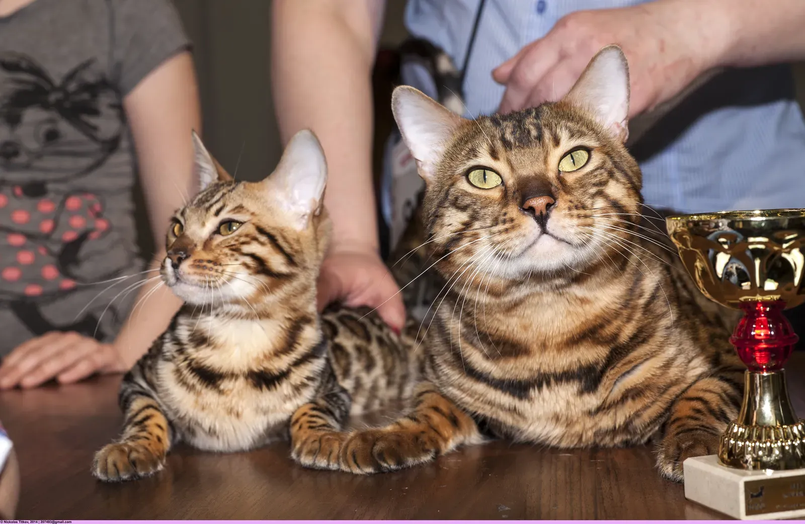 1. The Bengal: A Leopard That Never Forgot Its Roots (BEN Wild Blood Miledi & World Ch. Indigo FleurAmour, CC BY-SA 2.0)