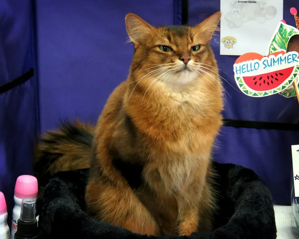 9. Somali: The Curious Adventurer (Image Credits: Flickr)