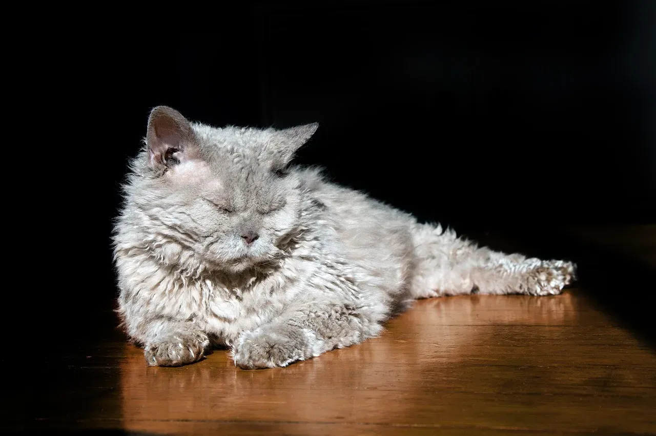 #18 Selkirk Rex Longhair (Image Credits: Pixabay)