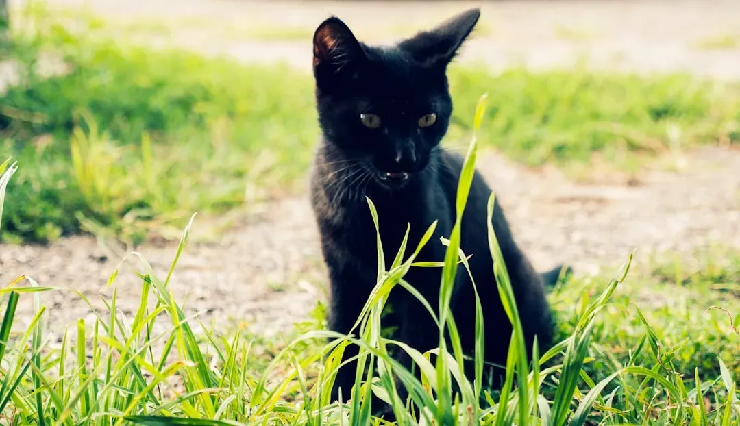 The Ancient Partnership Between Cats and Crop Protection (Image Credits: Unsplash)