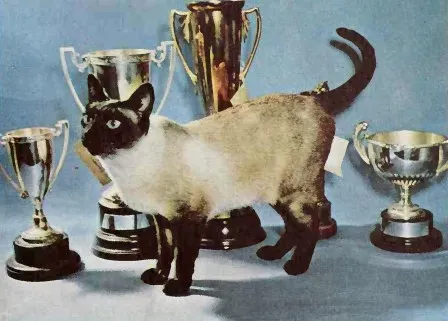 #9 The Sudden Stillness After Movement ("Siamese Cats" by Louise Brown Van der Meid. Copyright not renewed, Public domain)