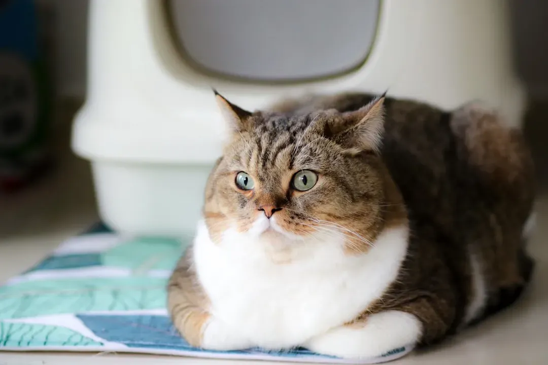 #15 - Keep the Litter Box Impeccably Clean (Image Credits: Unsplash)