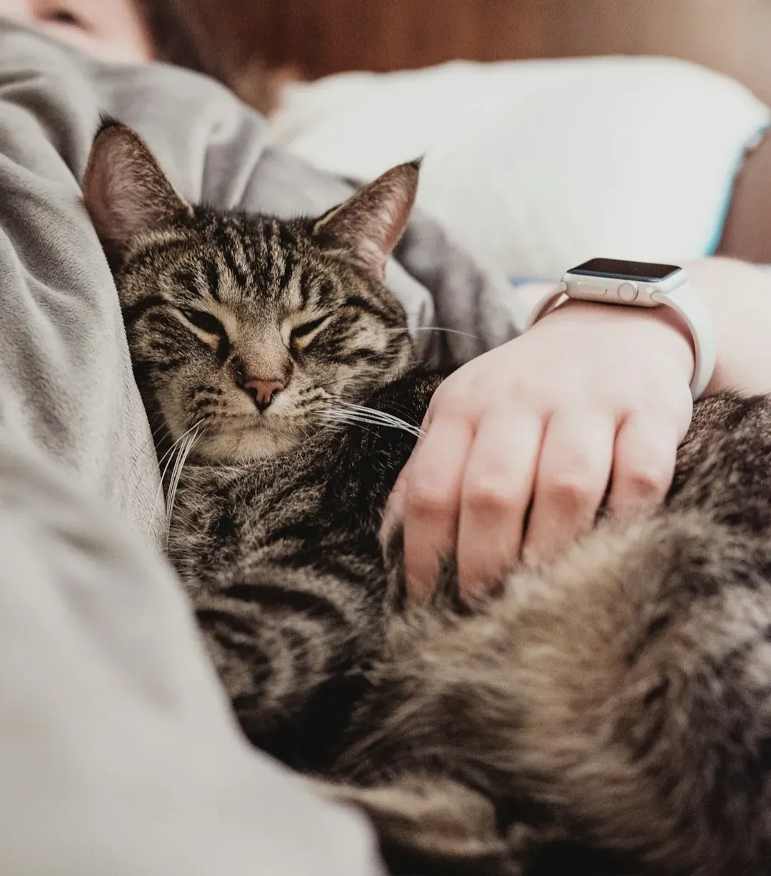 4. Curling Up Just Close Enough to Touch You (Image Credits: Unsplash)