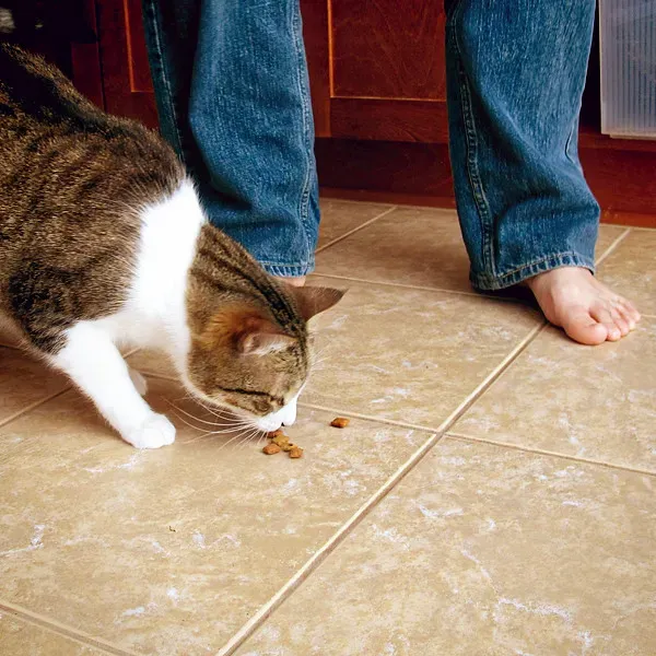 Play Hide and Seek with Treats (Image Credits: Flickr)