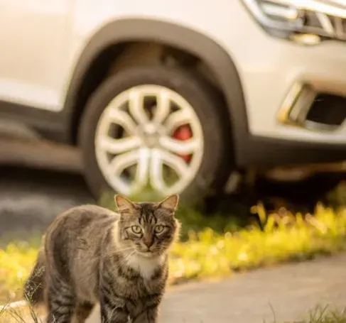 #5 - A Car Pulling Into the Driveway (Image Credits: Pexels)