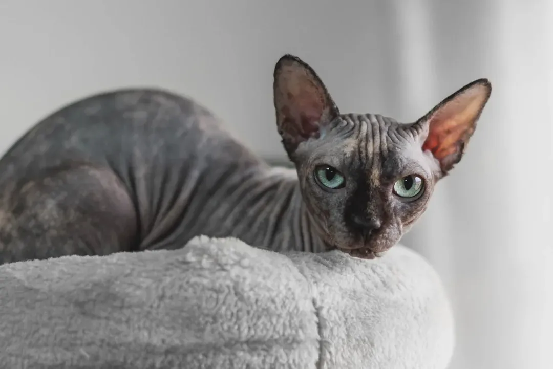 10. Cleo (Image Credits: Unsplash)