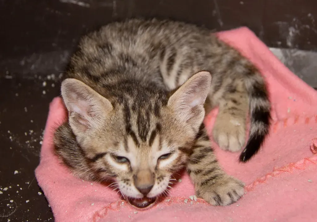 Savannah Cat (Image Credits: Flickr)