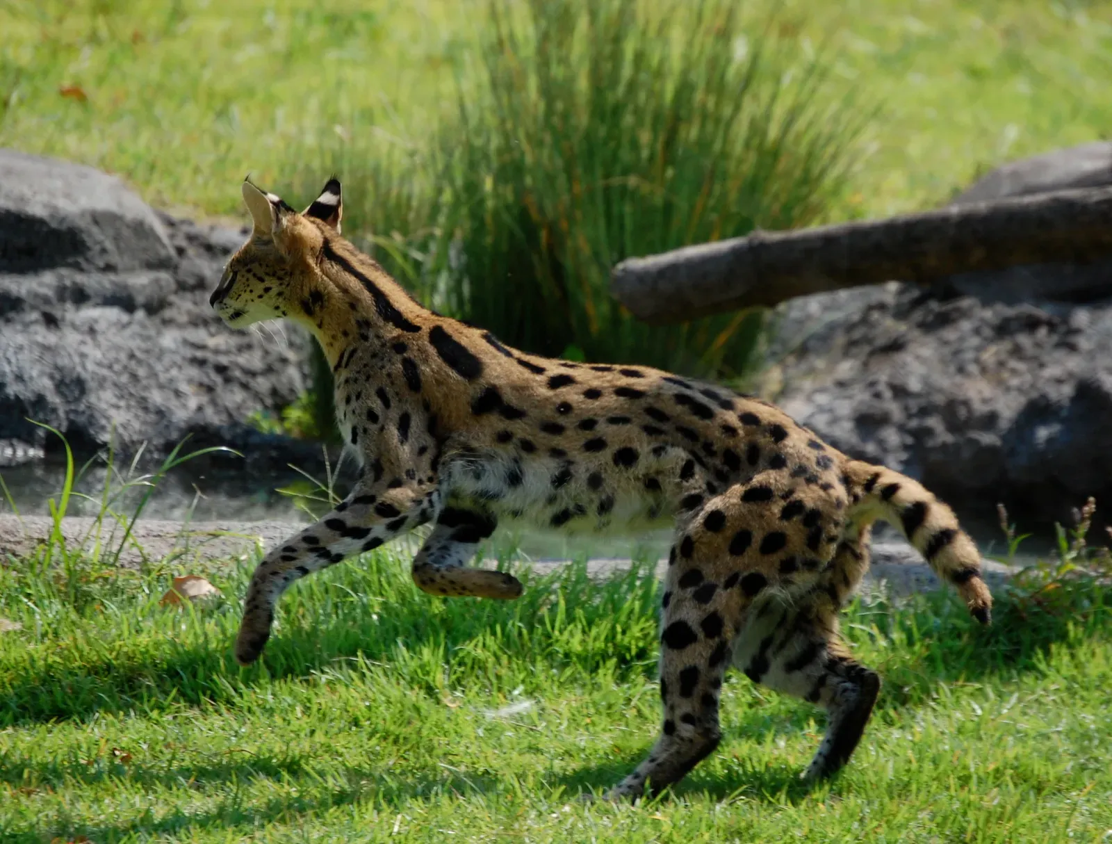 #2 The Serval: Built Like a Biological Trampoline (Cleo the Serval, CC BY 2.0)