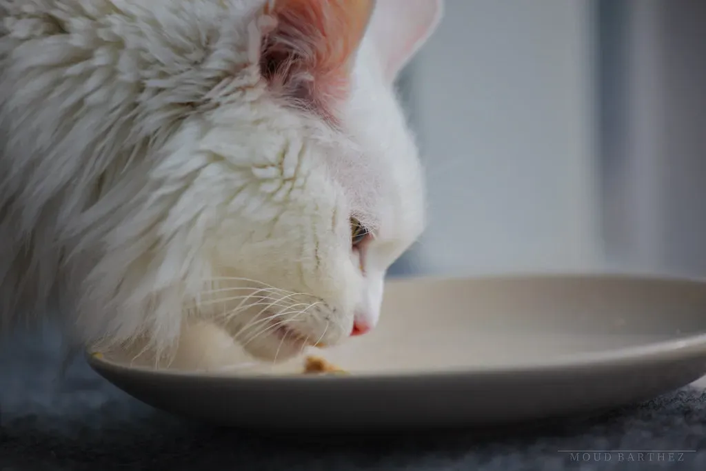 Transform Feeding Time into Bonding Moments (Image Credits: Flickr)