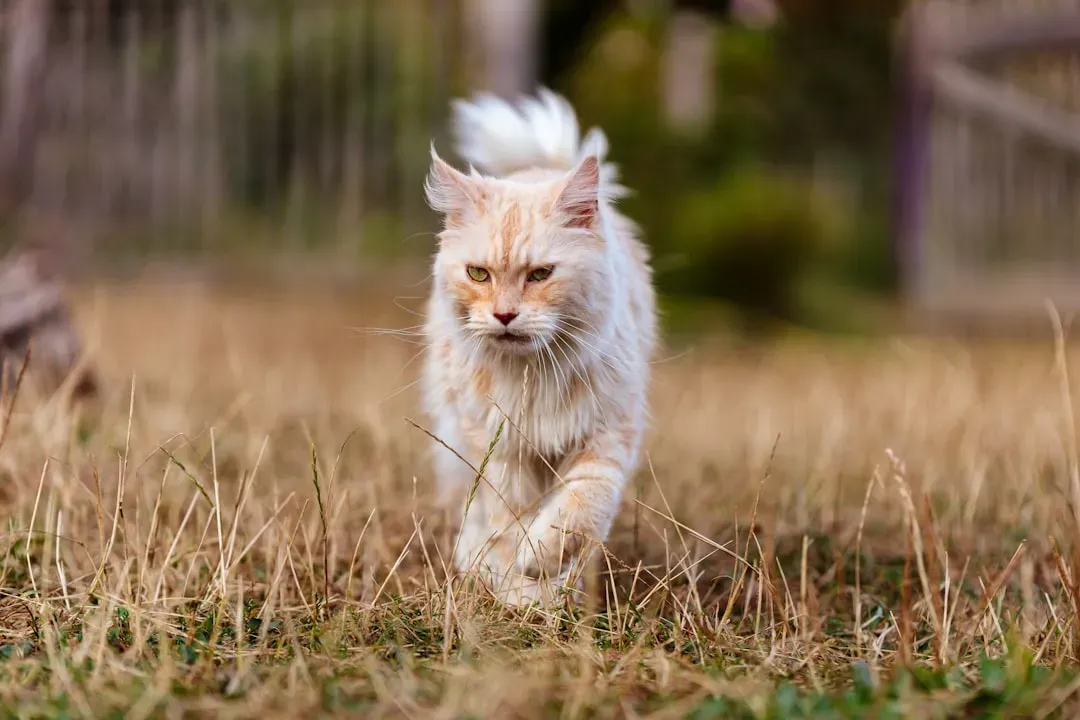 The Leo Cat: A Born Royal Who Knows It (Image Credits: Unsplash)