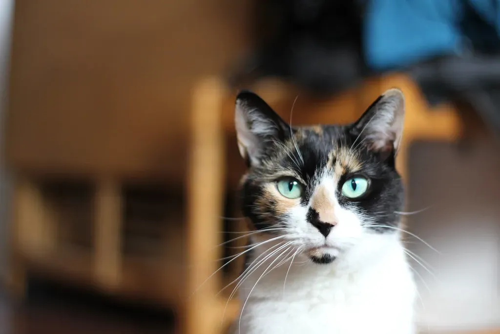 The Obstacle Navigation (Image Credits: Flickr)