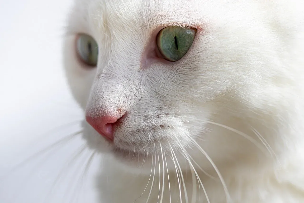 Ear and Whisker Positions Reveal What Your Cat Is Feeling Right Now (Image Credits: Pixabay)