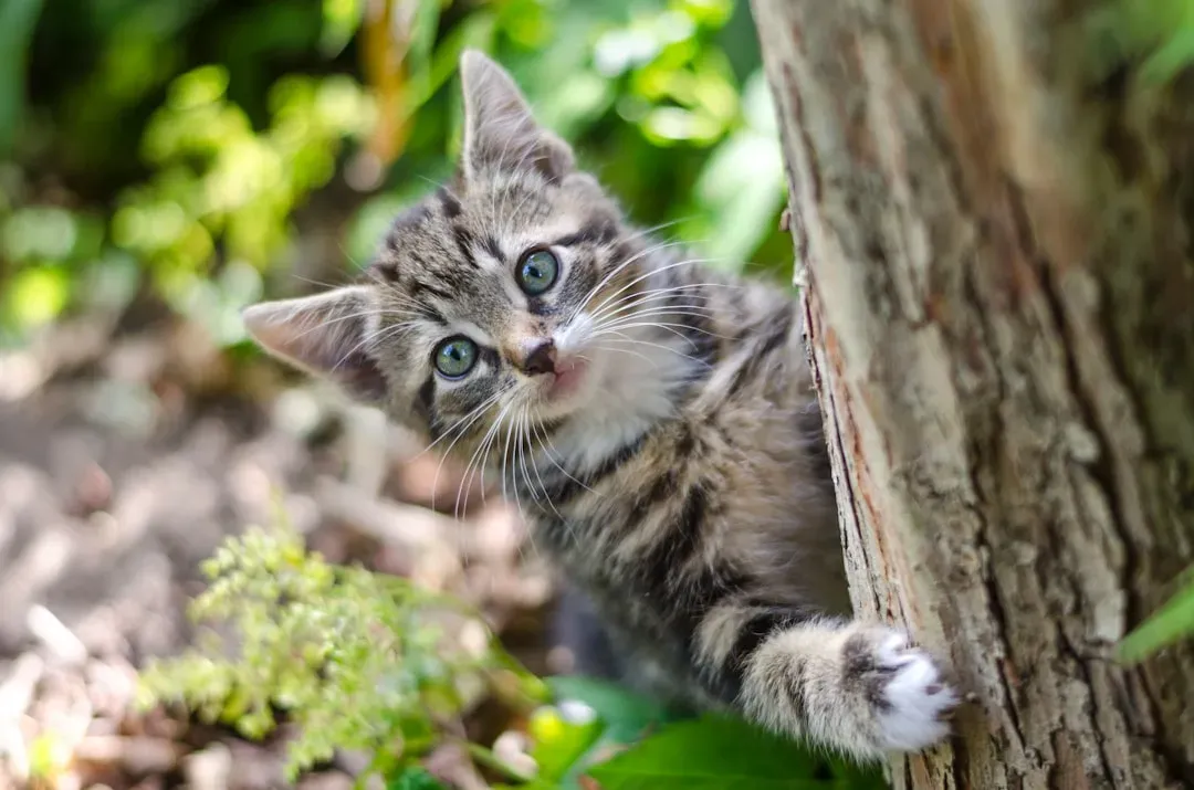 #5 Ambush practice for stealth and surprise (Image Credits: Unsplash)
