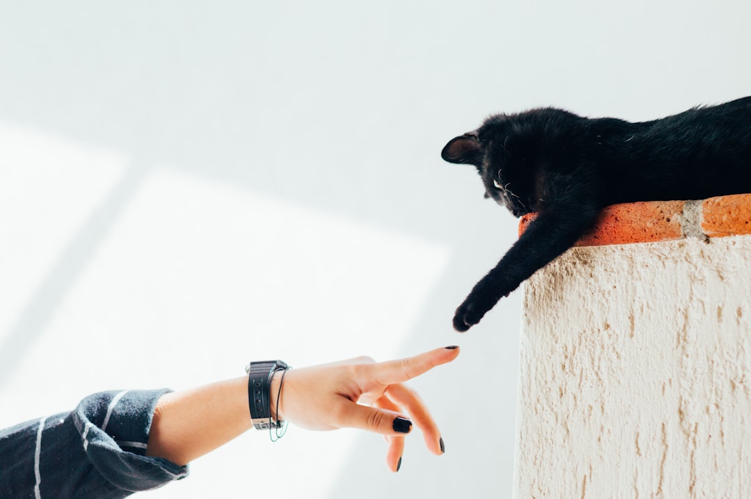 How Your Cat Chooses Their Special Human (Image Credits: Unsplash)