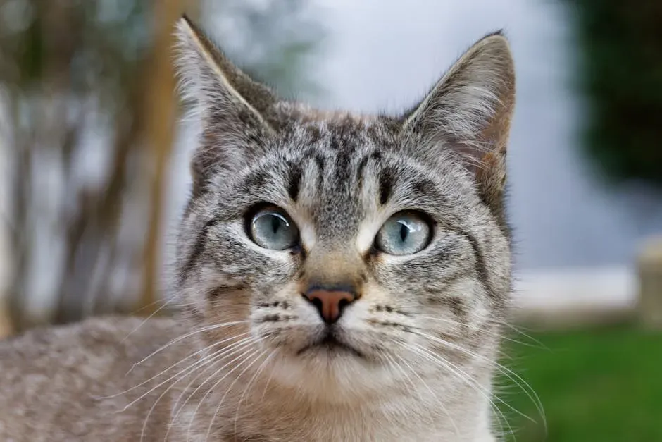 Pupil Size and Ear Position Tell the Real Story (Image Credits: Pexels)