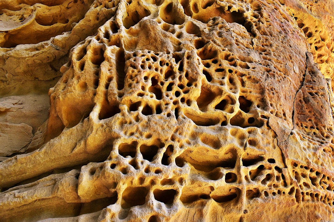 How Giant Fungi Fed and Survived (Image Credits: Unsplash)