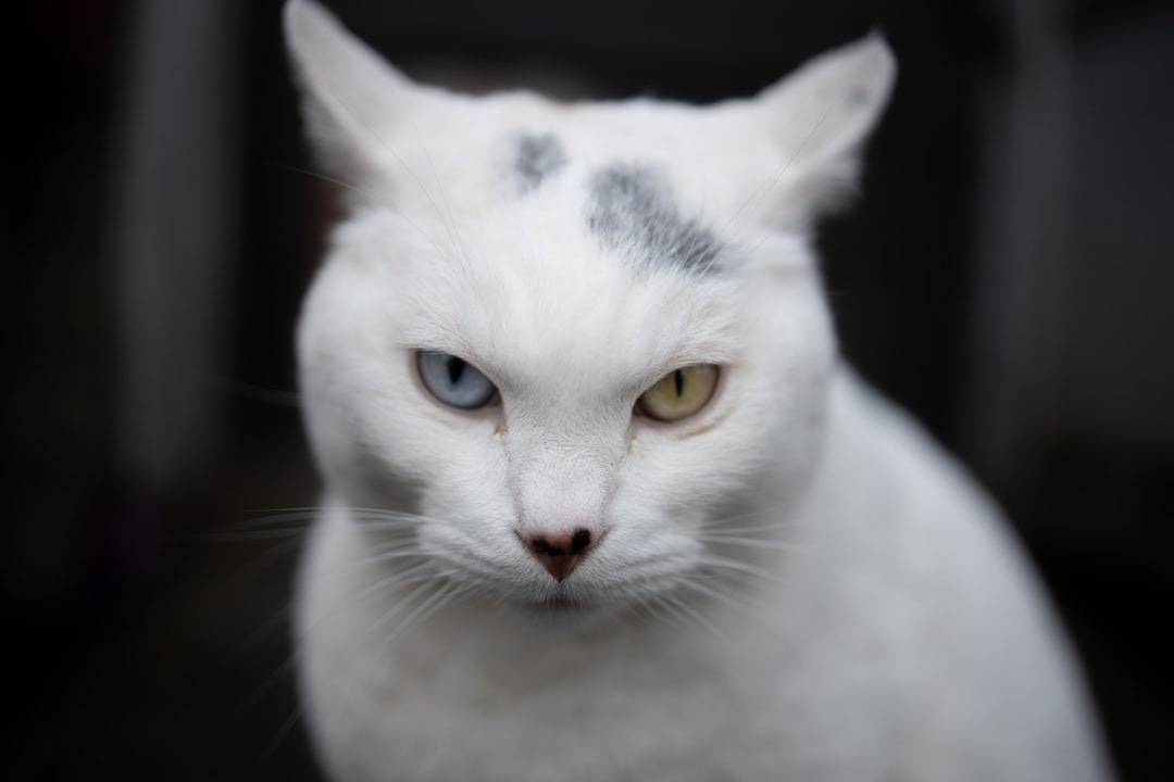 9. Staring - The Intimidation Game (Image Credits: Unsplash)