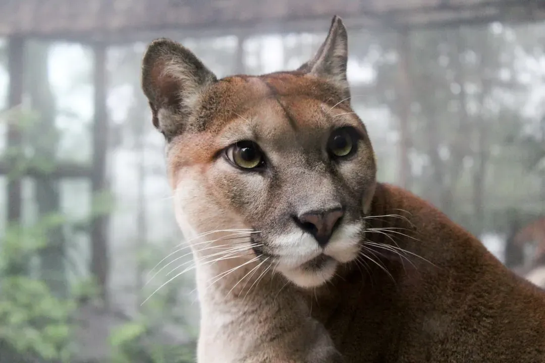 Conclusion: Seeing Your Country Through Wild Cat Eyes (Image Credits: Unsplash)
