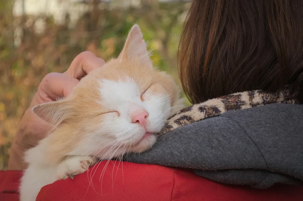 Your Cat May Become More Affectionate and Social With You (Image Credits: Pixabay)
