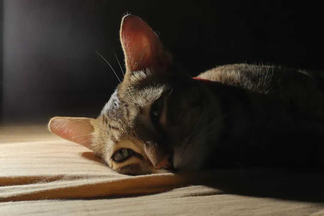 Conclusion (Image Credits: Unsplash)