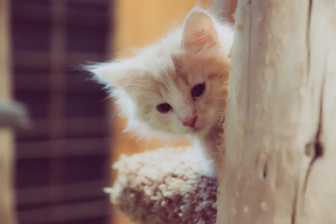 The Baby-Face Effect: Exploiting Your Hardwired Nurturing Instinct (Image Credits: Unsplash)