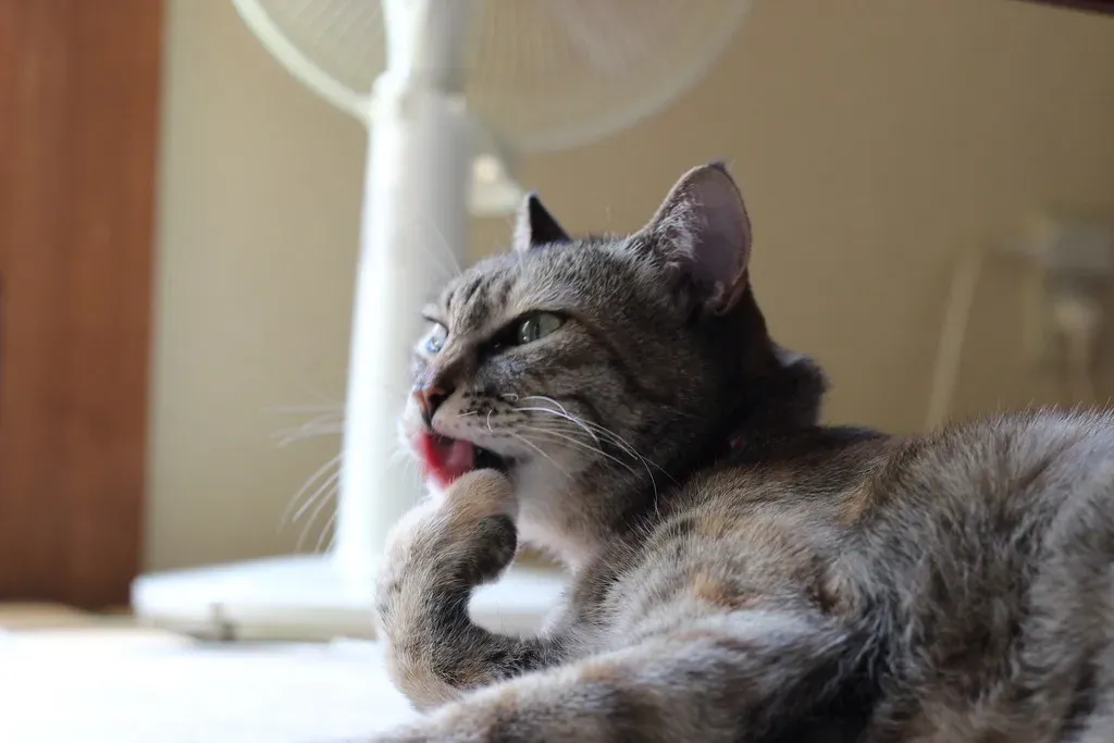 Grooming Themselves Regularly (Image Credits: Flickr)