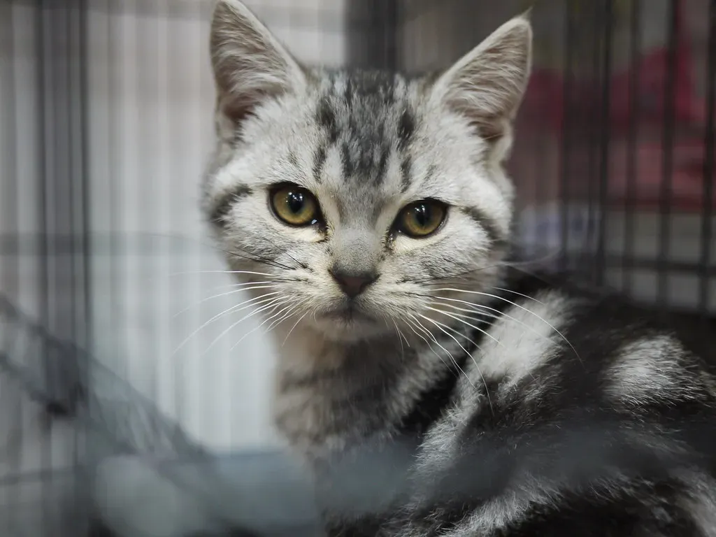 The Final Verdict on Your Feline Friend (Image Credits: Flickr)