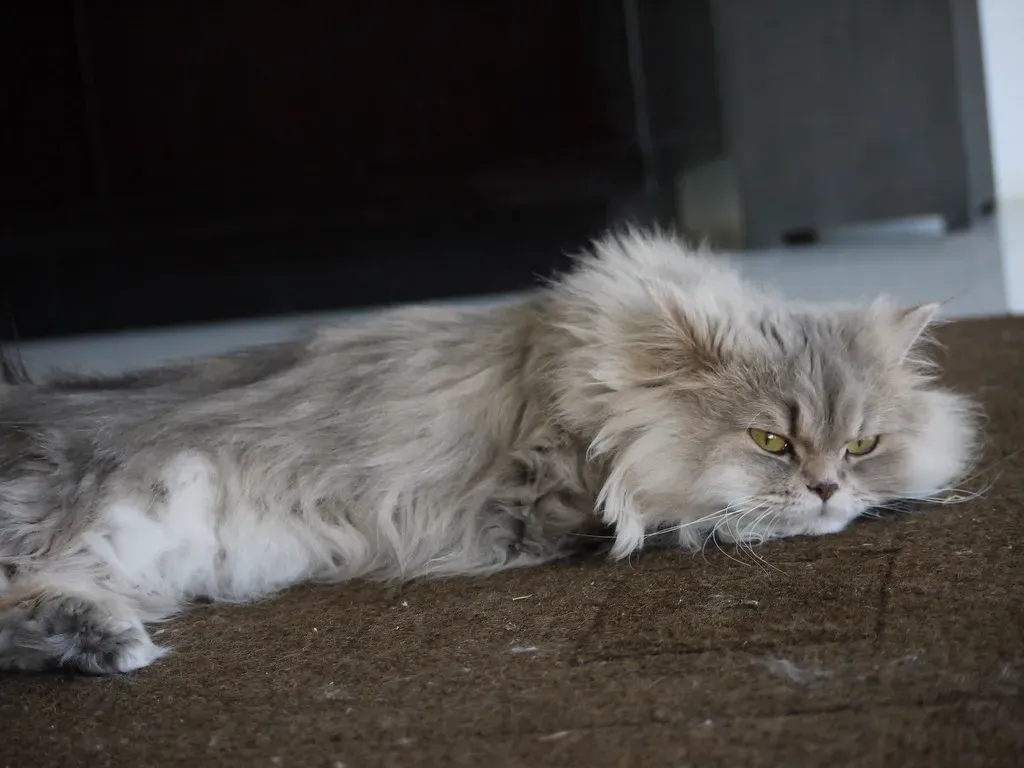 1. Persian Cats: The Ultimate Predictability Lovers (Image Credits: Flickr)