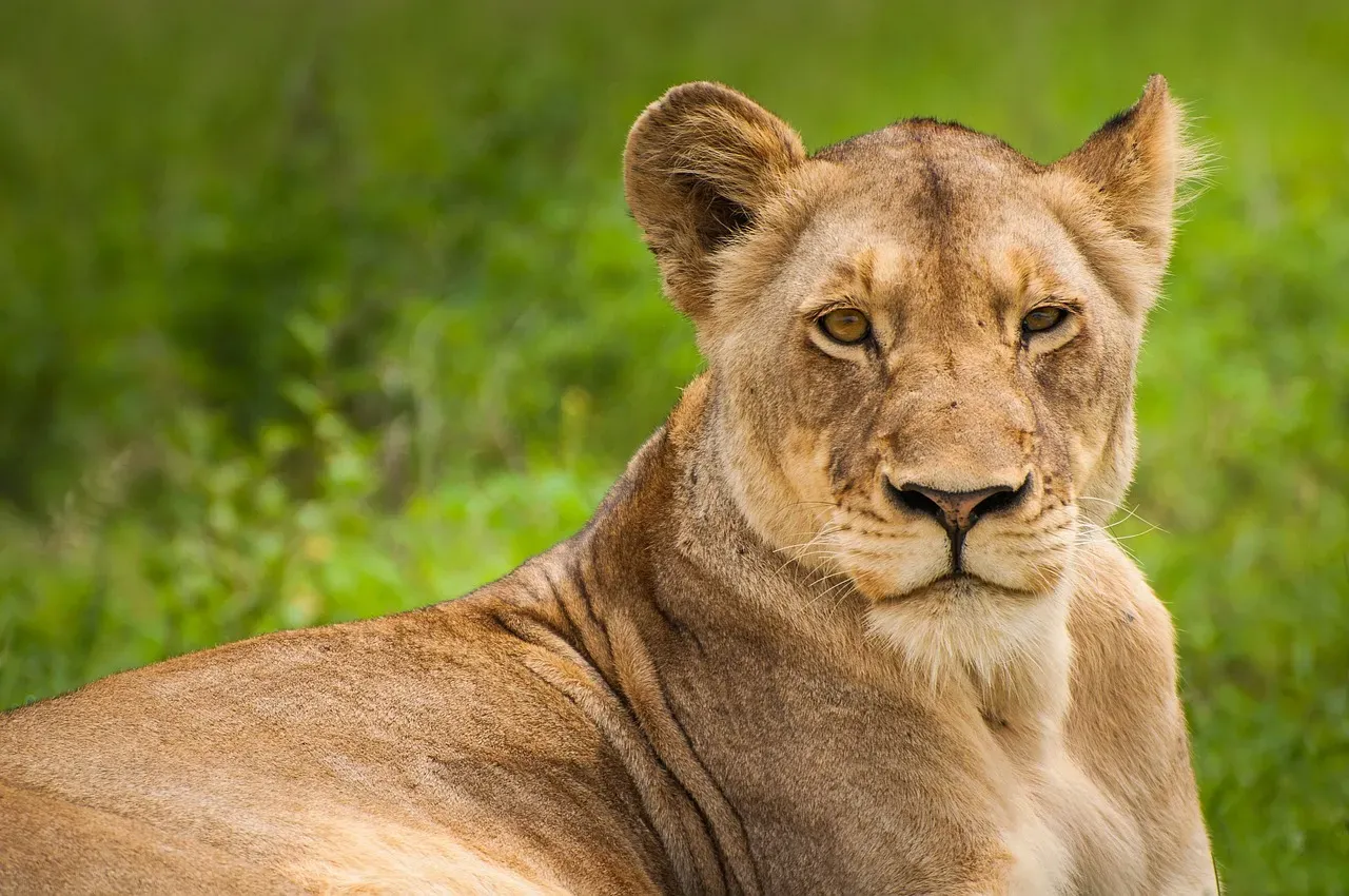 #3 What the animals actually did when they heard a familiar voice (Image Credits: Pixabay)